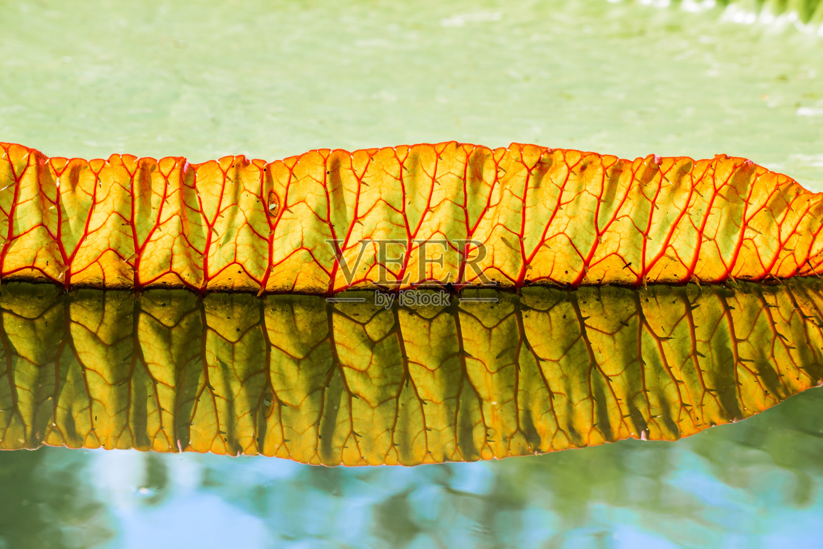 维多利亚睡莲的大叶子漂浮在水面上。照片摄影图片