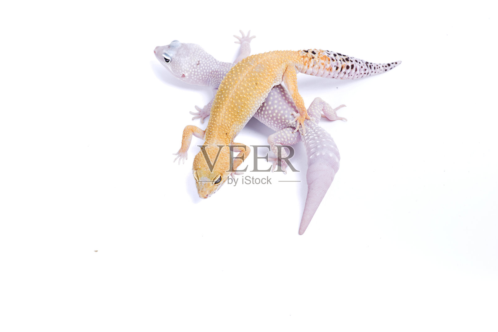 豹壁虎孤立的白色背景照片摄影图片