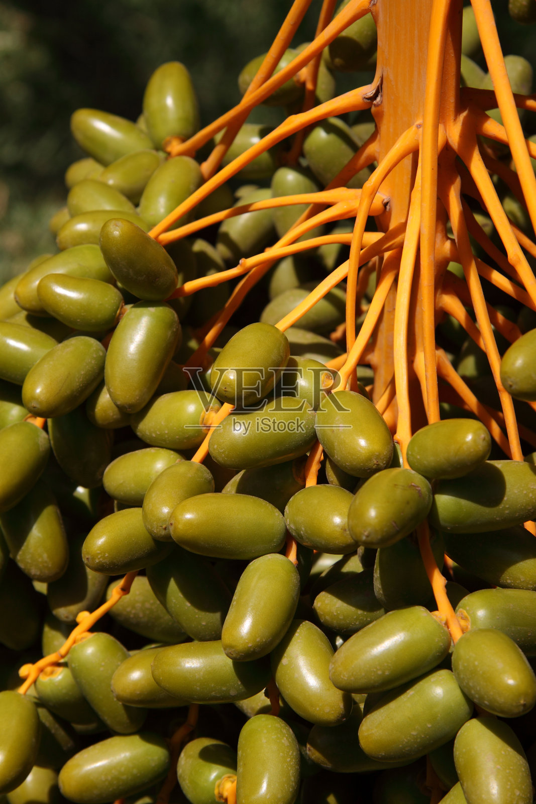 绿色的枣在阳光下成熟照片摄影图片