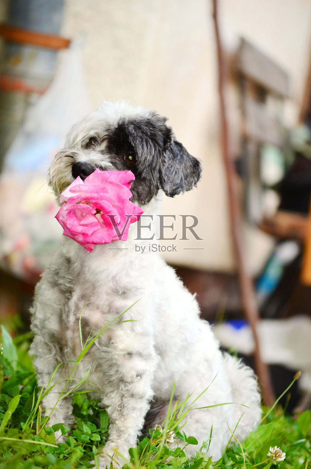 嘴里叼着粉红玫瑰的狗照片摄影图片