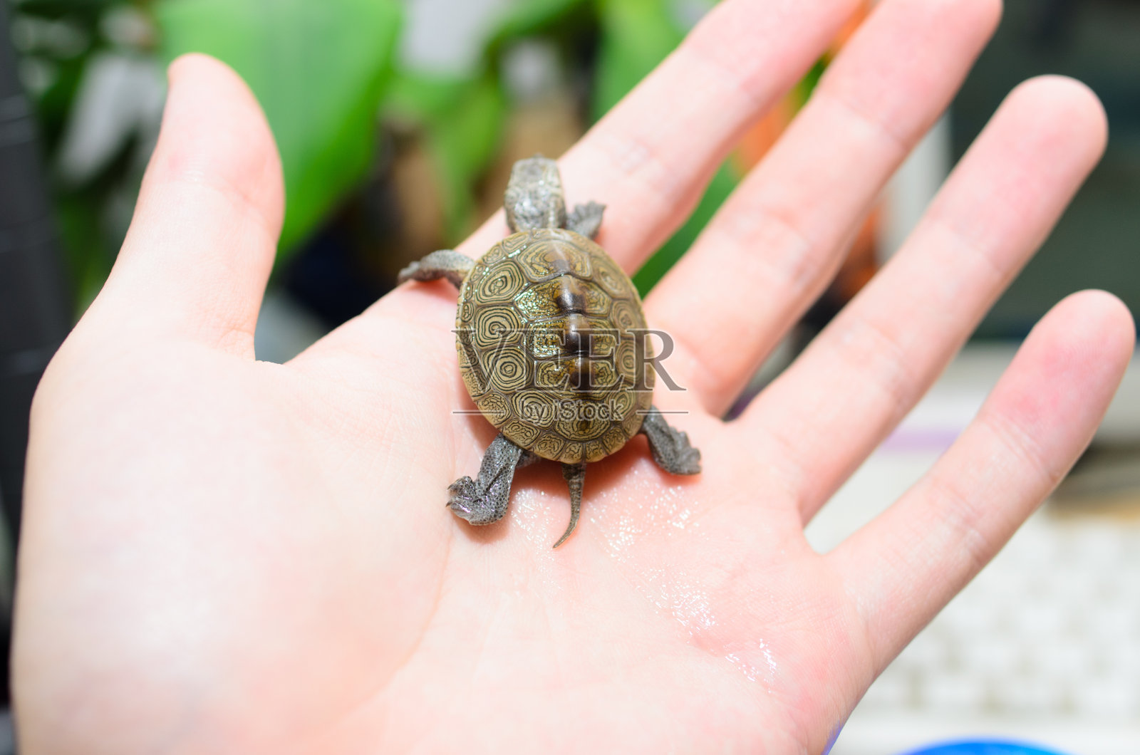 乌龟照片摄影图片