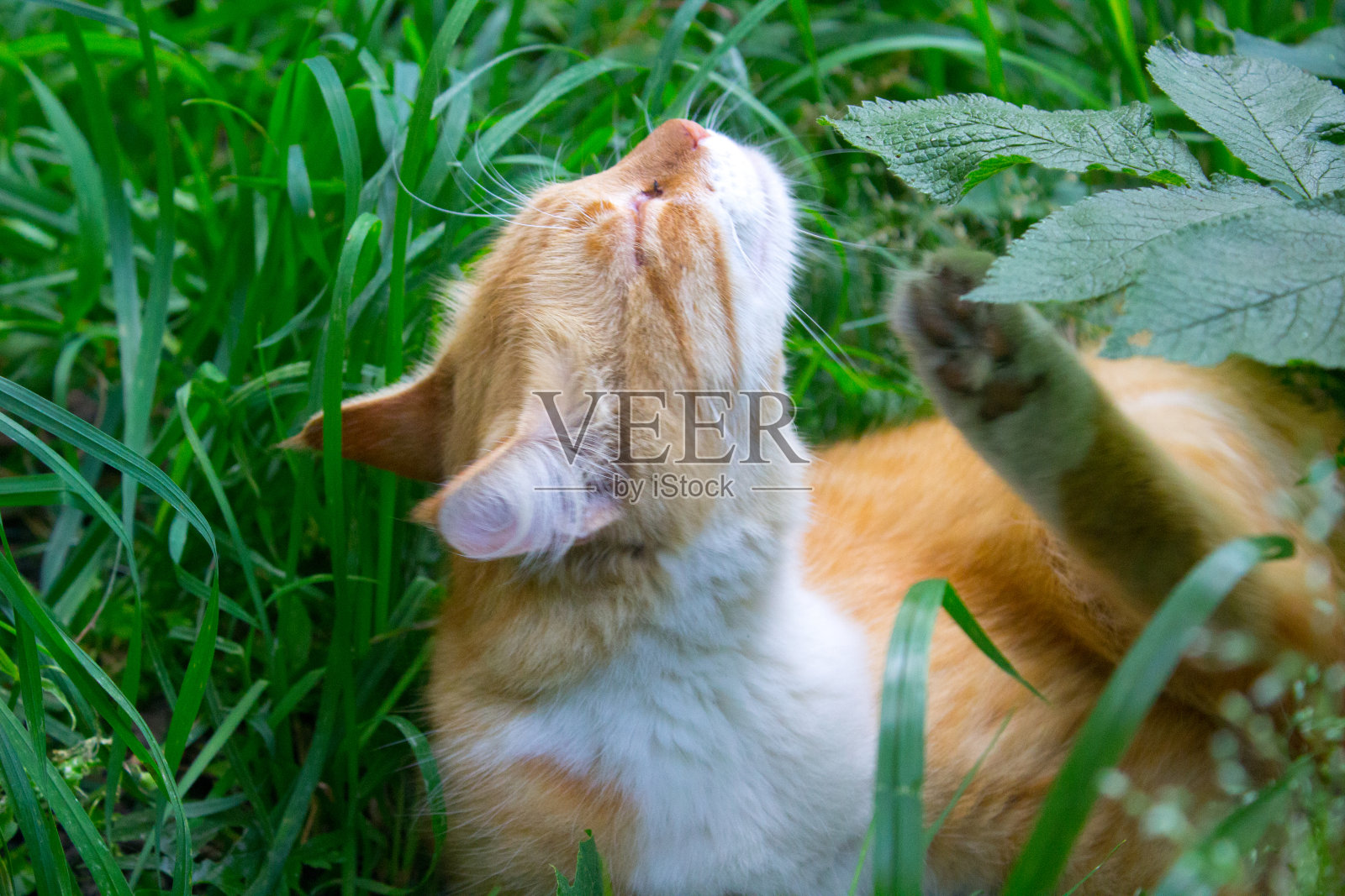 红色的猫照片摄影图片