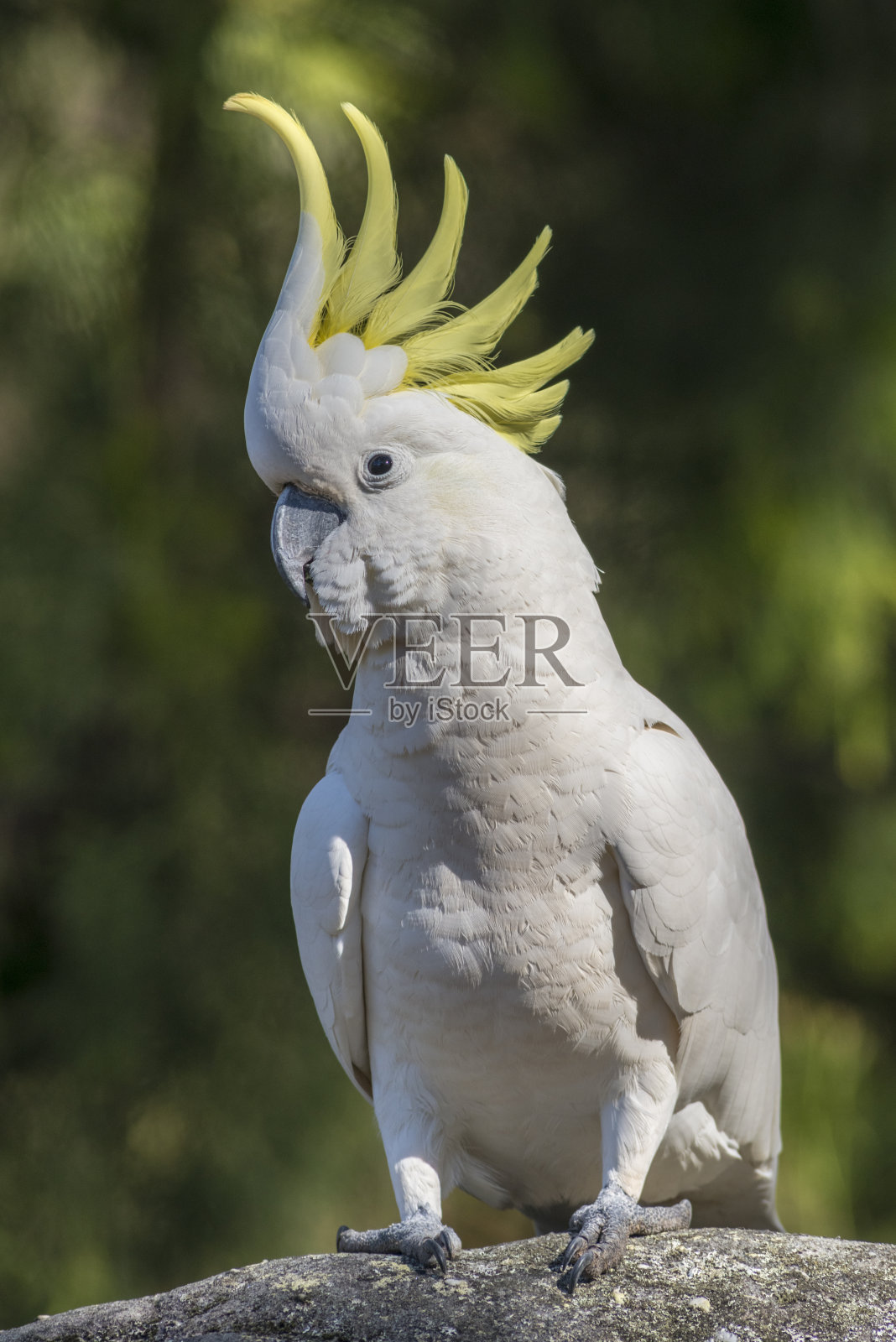 硫冠凤头鹦鹉,养黄冠,澳大利亚照片摄影图片
