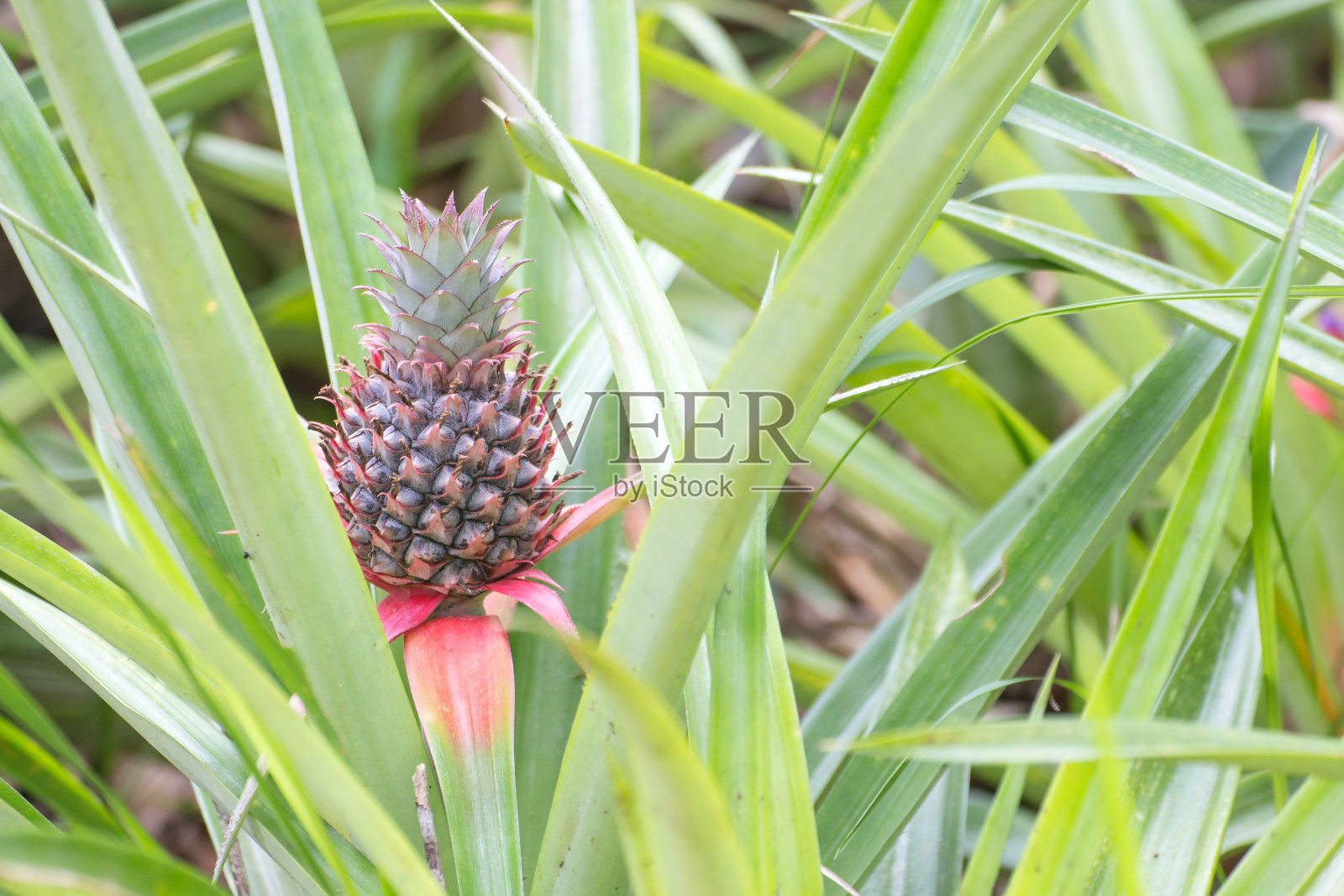 菠萝,一种生长在农场的热带水果照片摄影图片