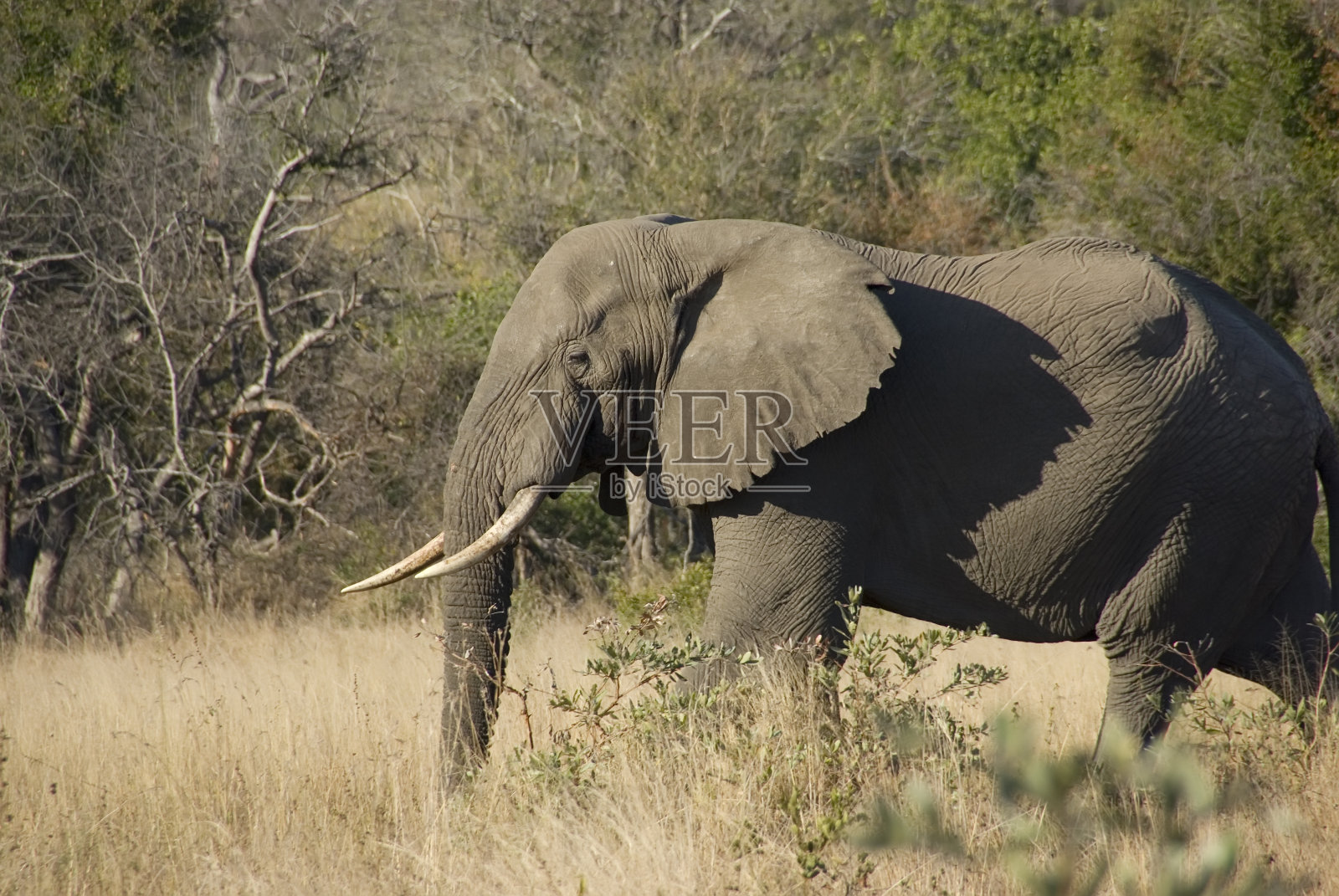 雄性非洲象(Loxodonta africana)在风景照片摄影图片