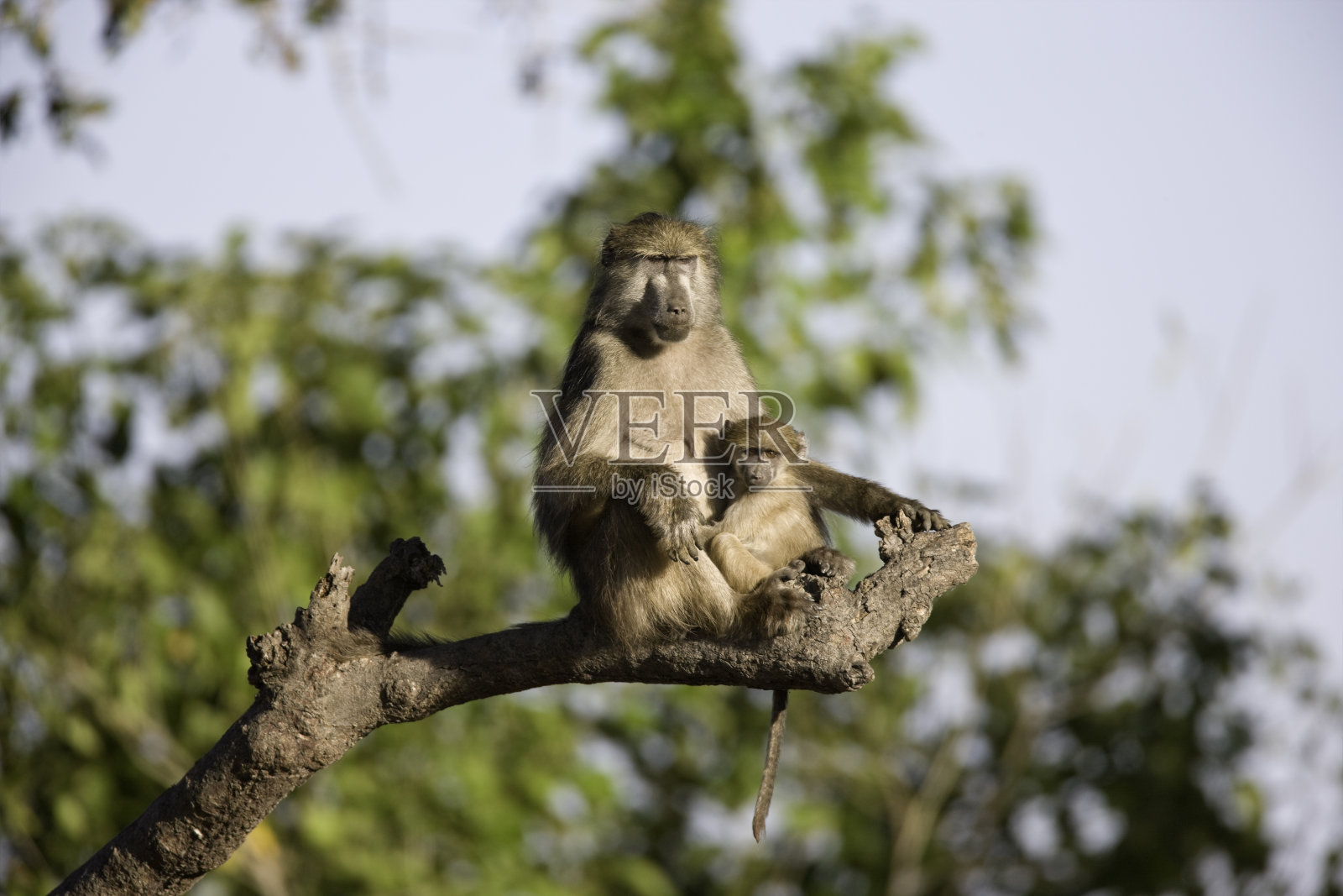 狒狒的母亲和孩子照片摄影图片