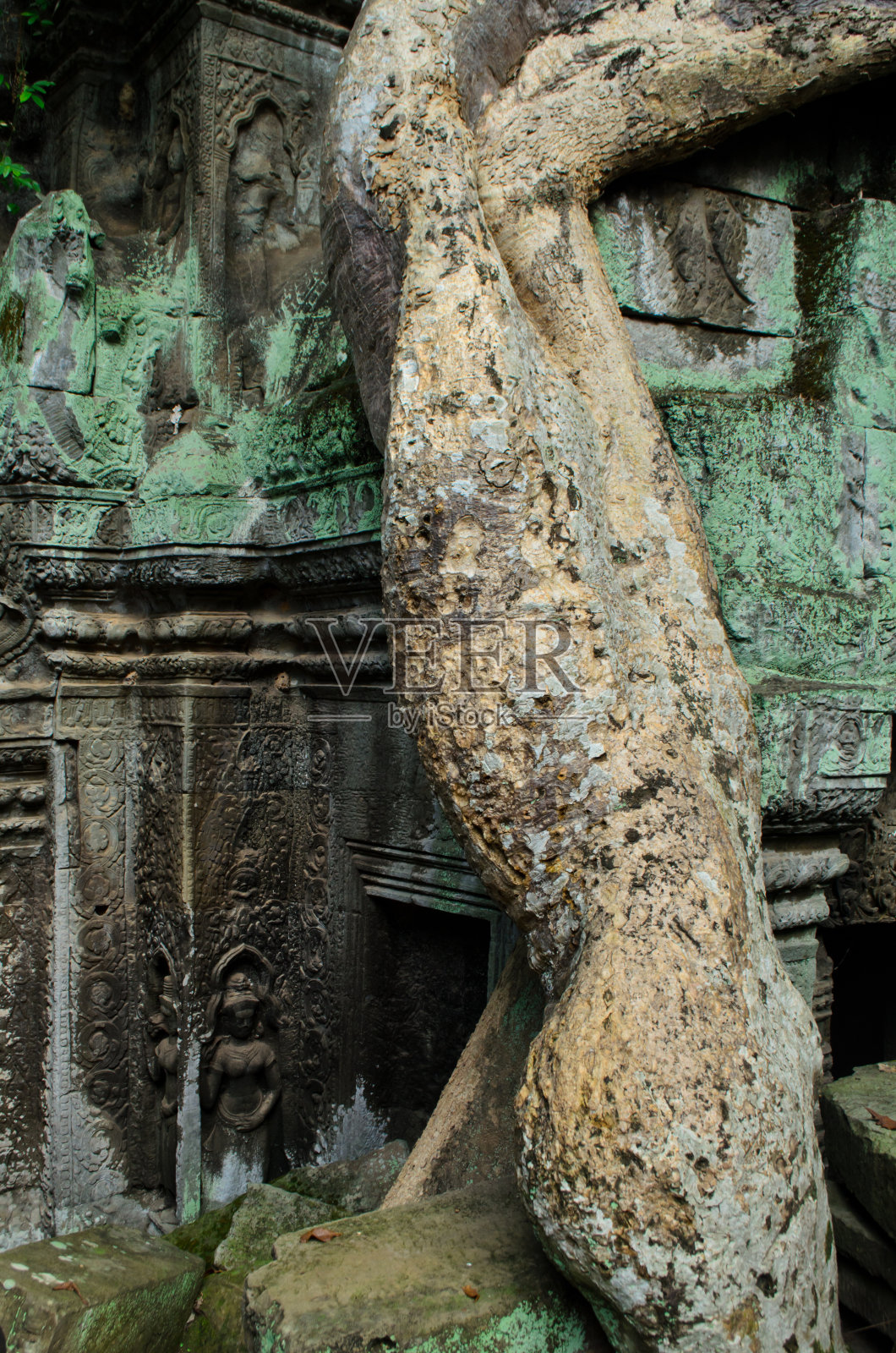 吴哥塔普罗姆寺照片摄影图片