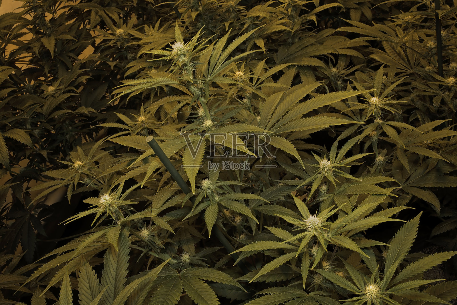 大麻照片摄影图片