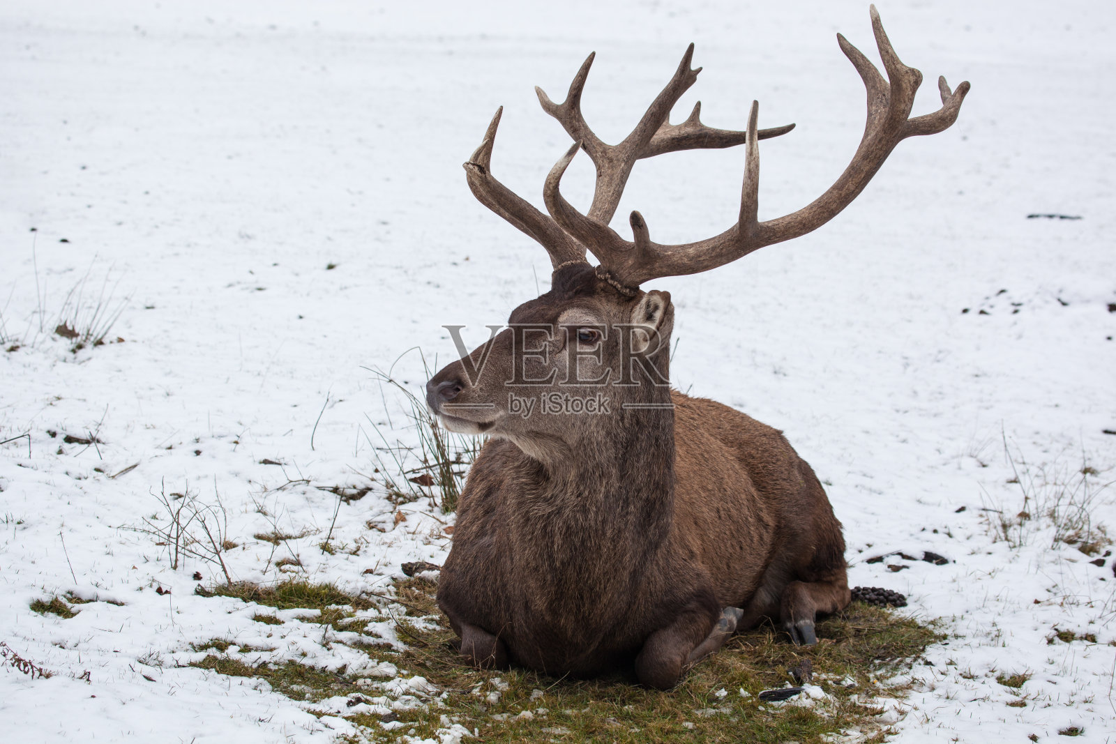 冬天坐着的马鹿照片摄影图片