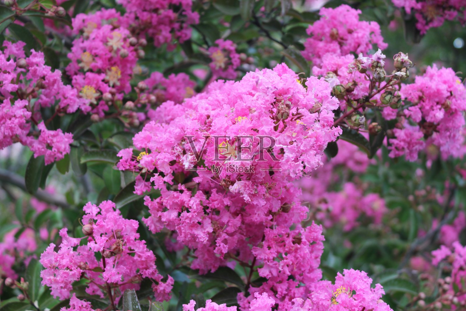 热带花卉照片摄影图片