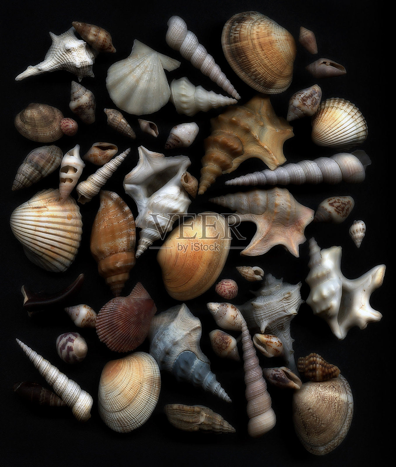 美丽的贝壳照片摄影图片