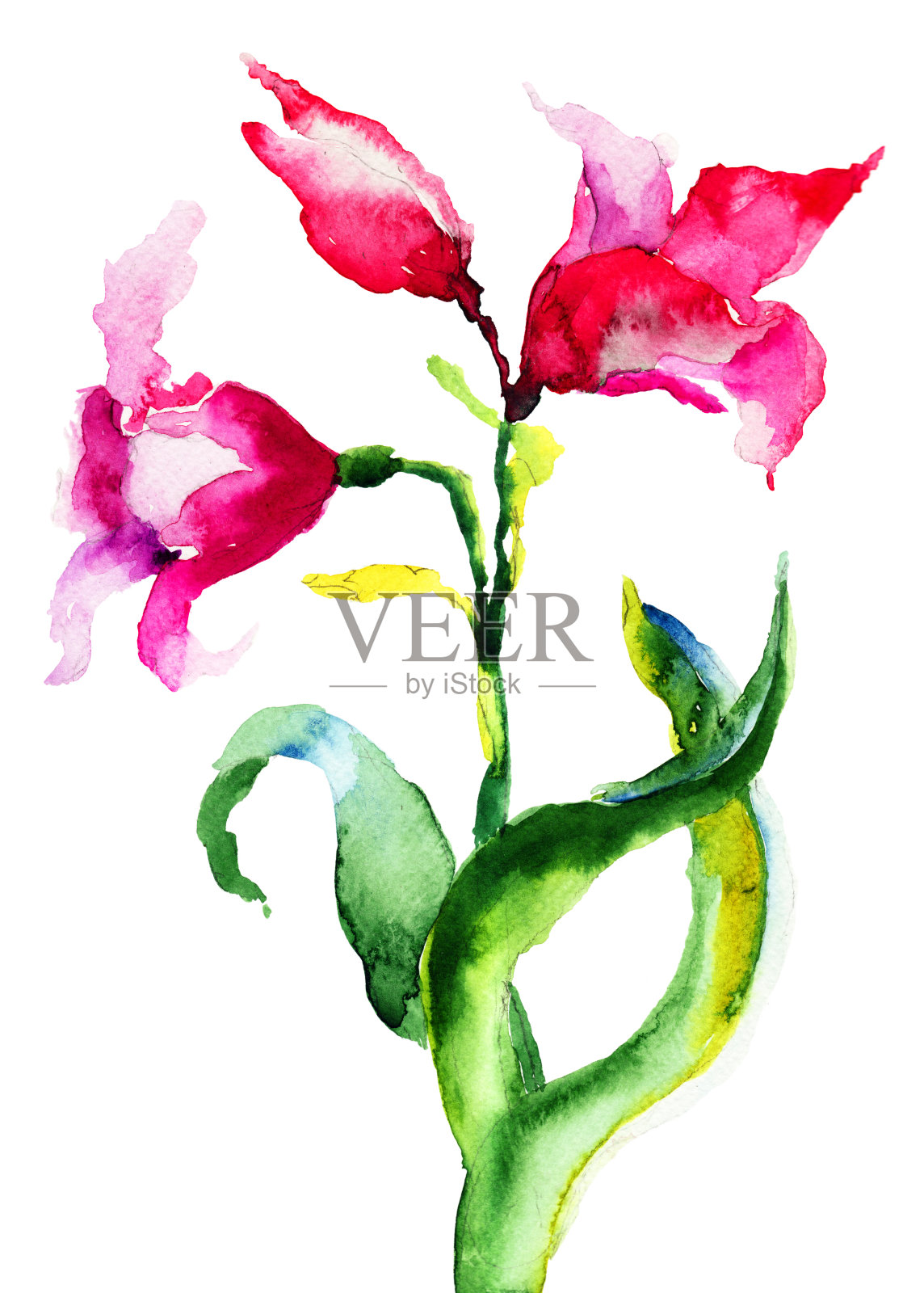 美丽的百合花插画图片素材