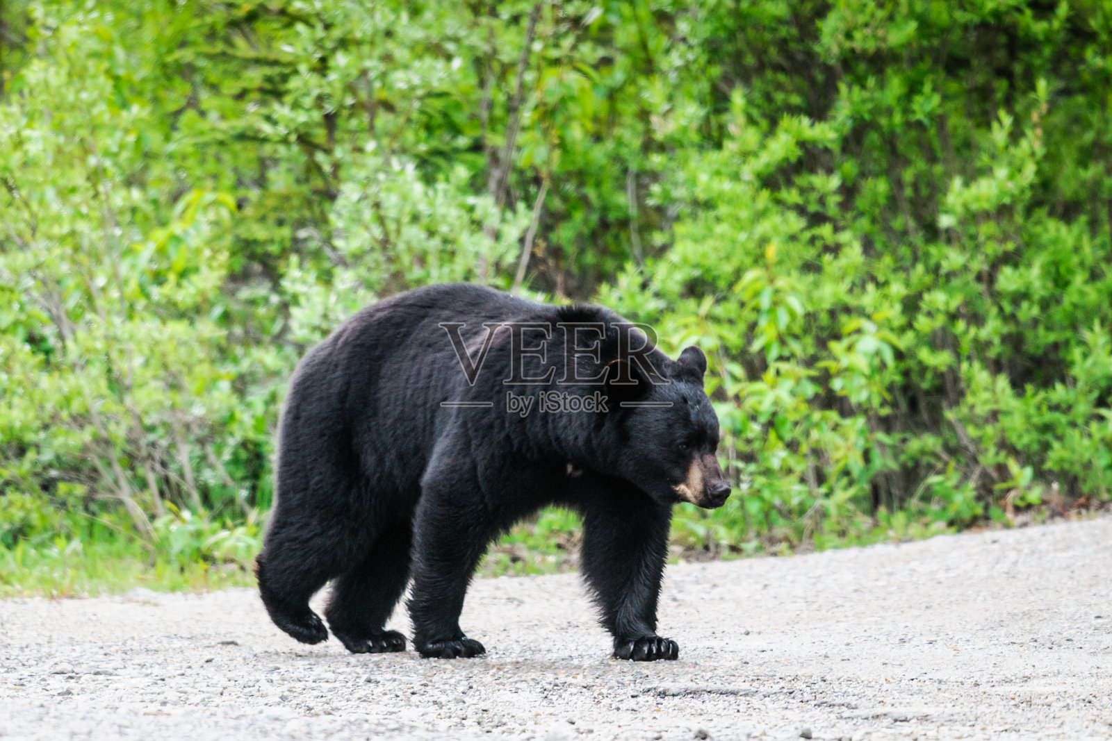 美国黑熊照片摄影图片