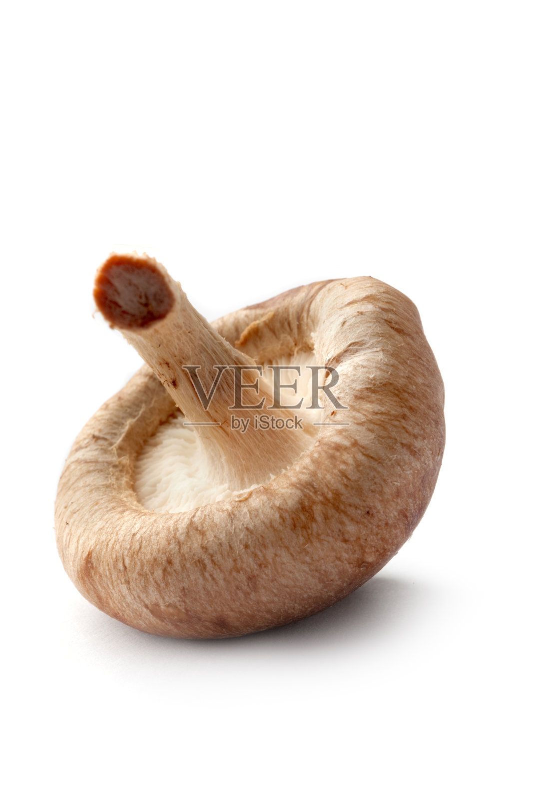 蘑菇:白色背景上孤立的香菇照片摄影图片