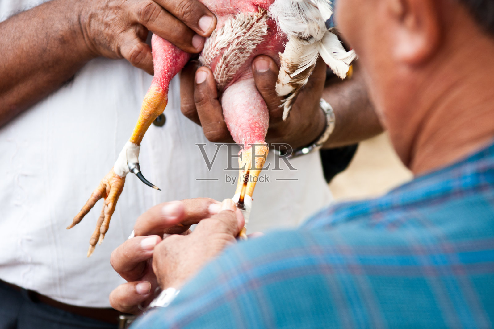 斗鸡:公鸡身上的假马刺照片摄影图片