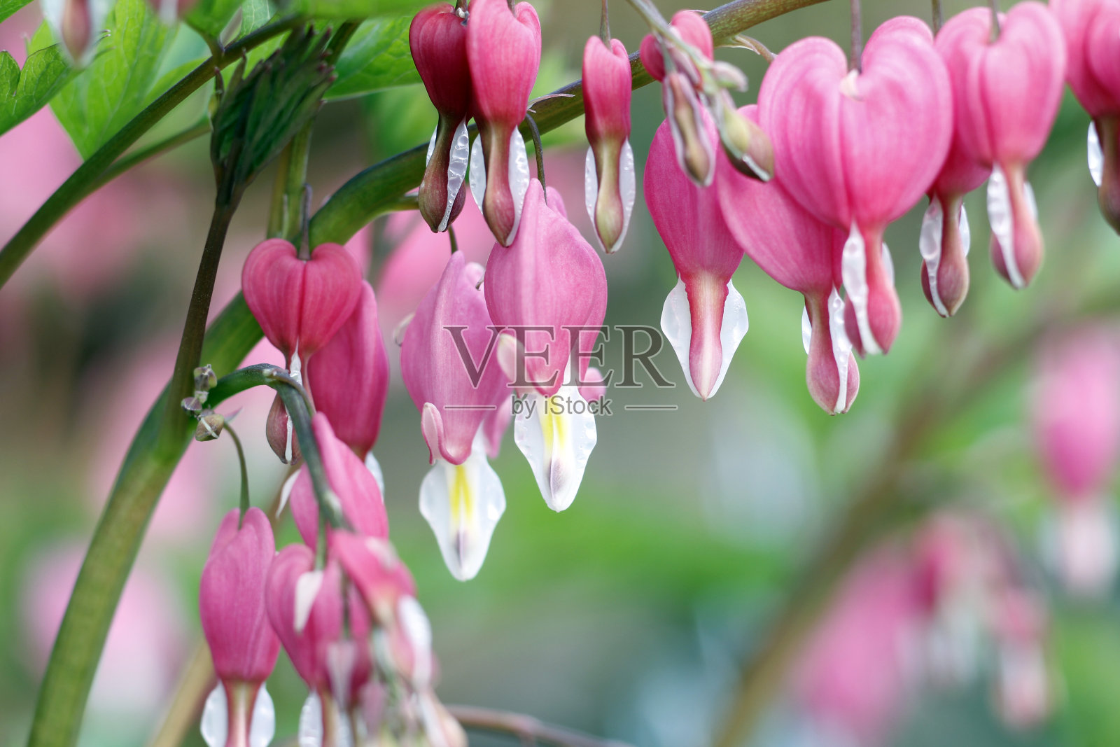 流血的心照片摄影图片