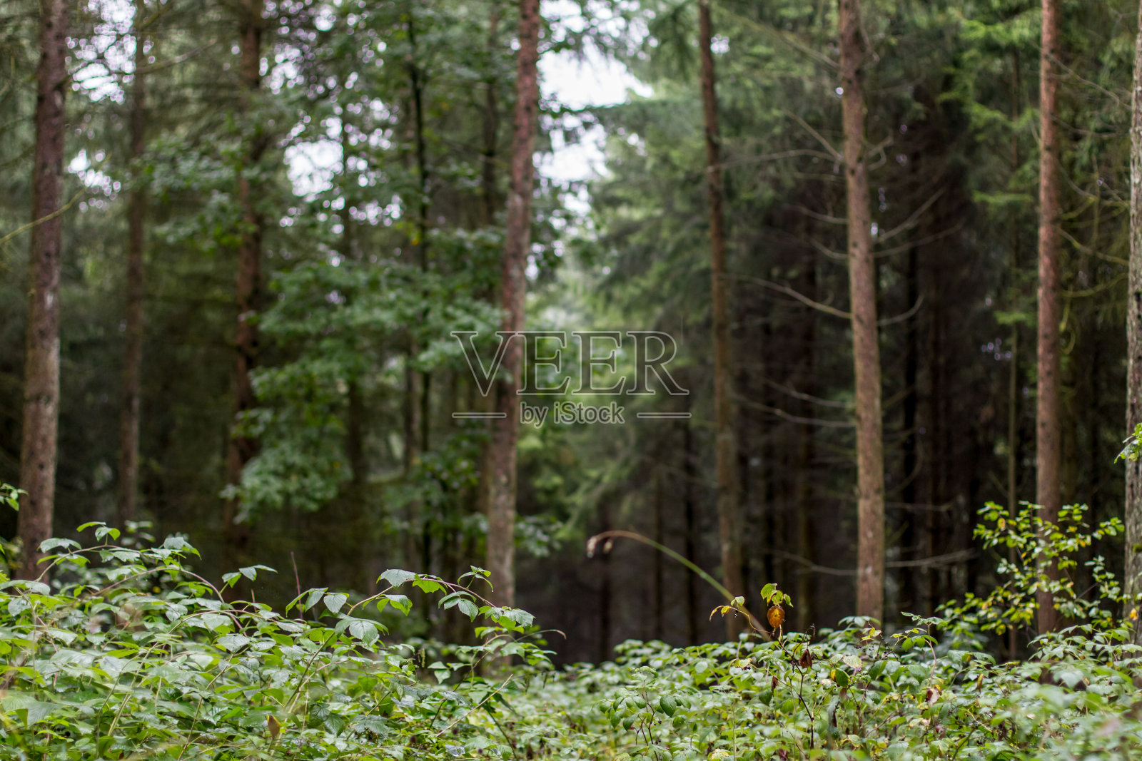 森林模糊背景照片摄影图片