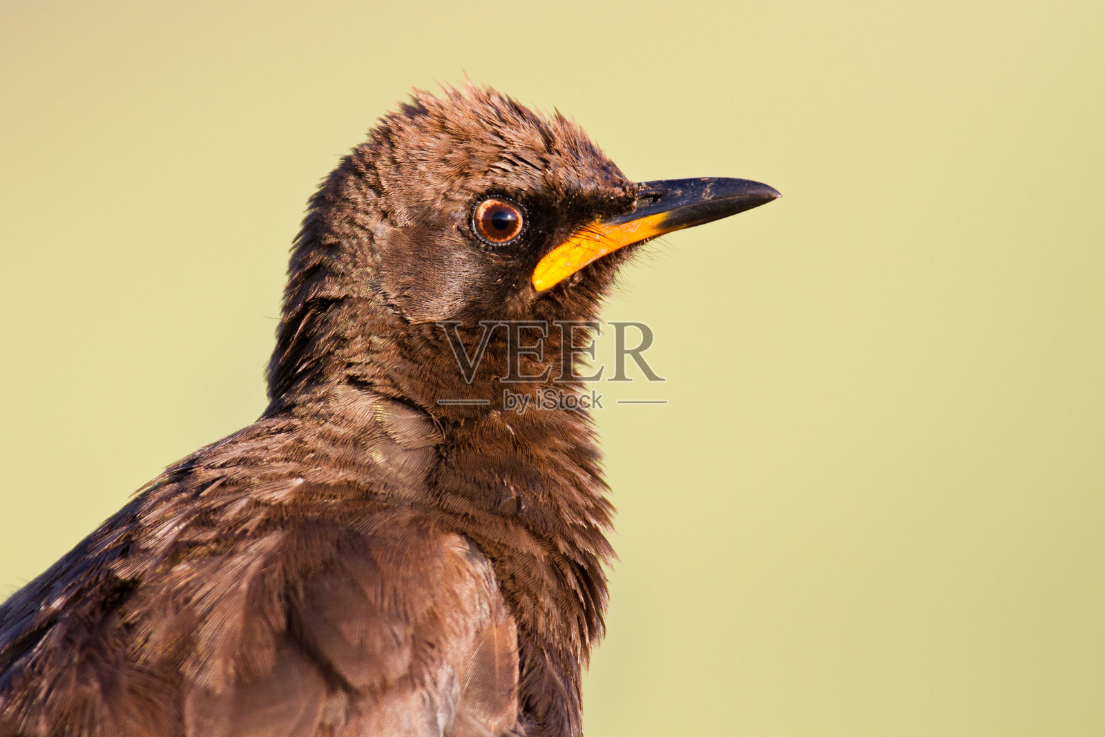 花衣椋鸟特写肖像照片摄影图片