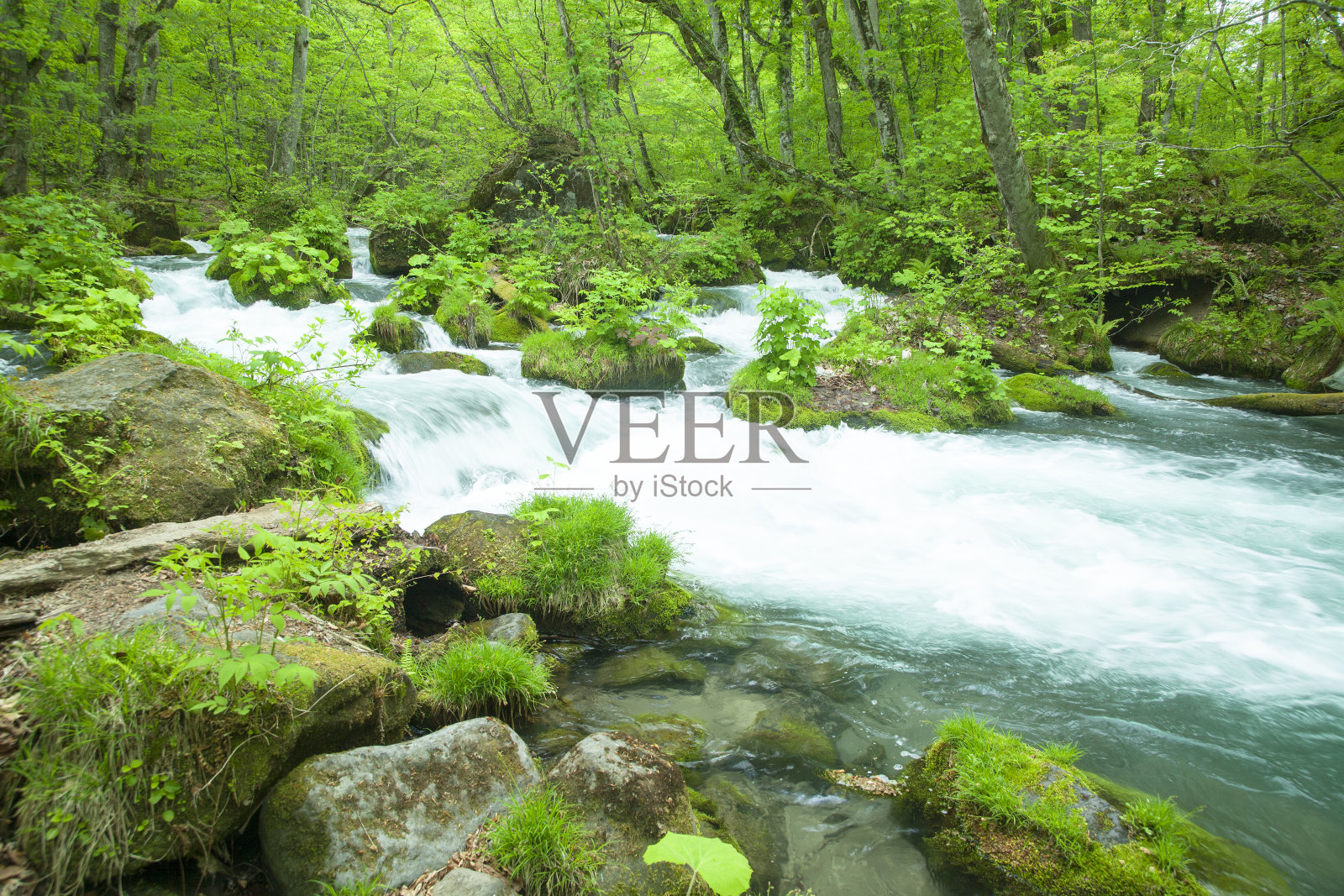 绿林溪流照片摄影图片