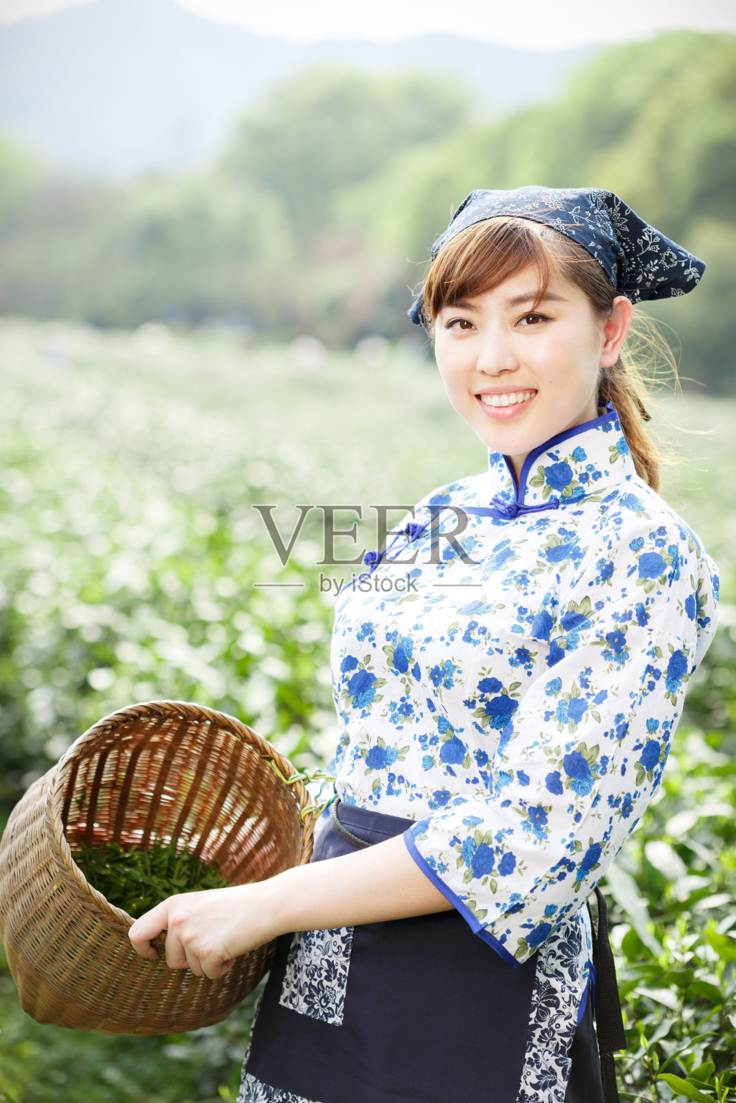 种植园里的亚洲漂亮采茶姑娘照片摄影图片