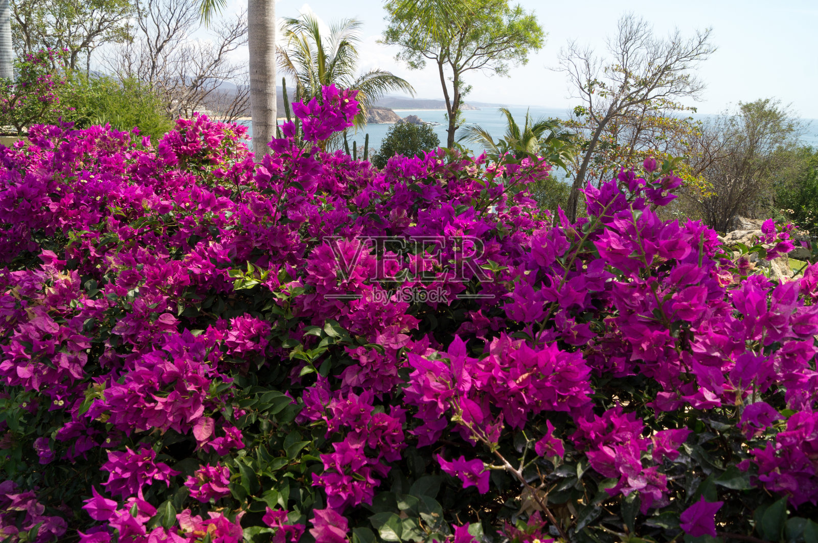 Bouganvillea、Buganvilla Bugambilia。背景中的海洋照片摄影图片