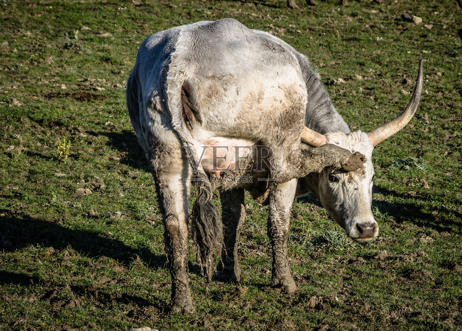 在绿色大草原上吃草的玛丽玛娜母牛照片摄影图片