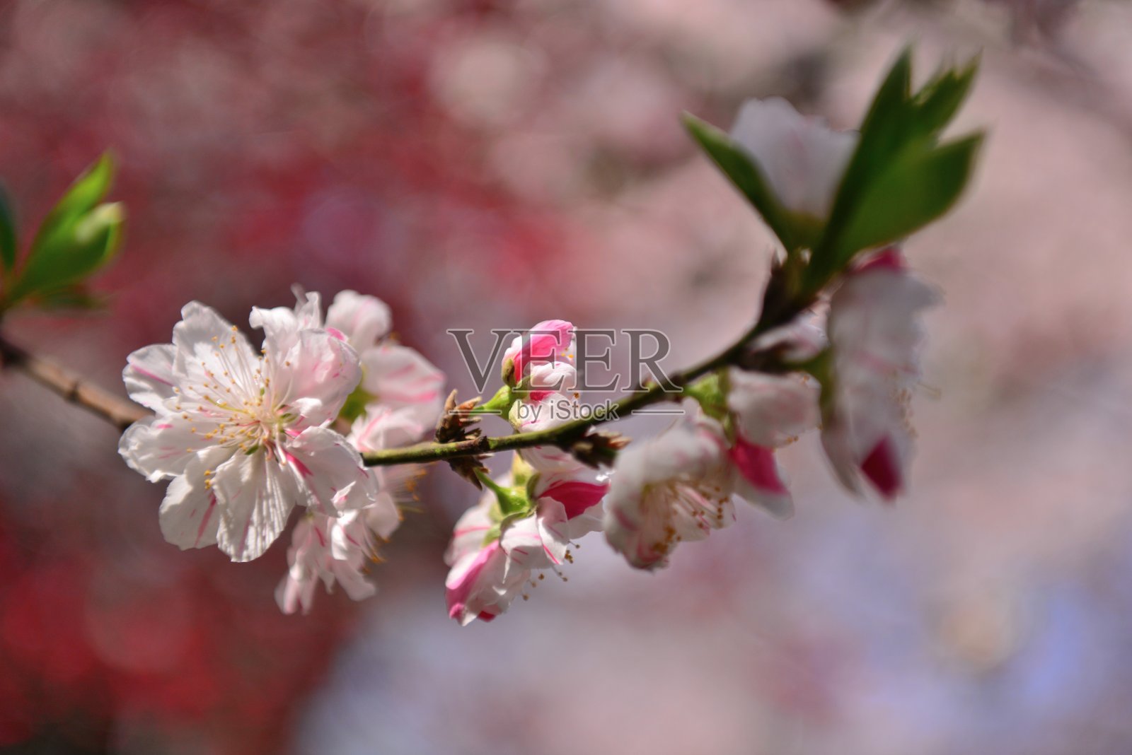 红色和白色的桃花照片摄影图片