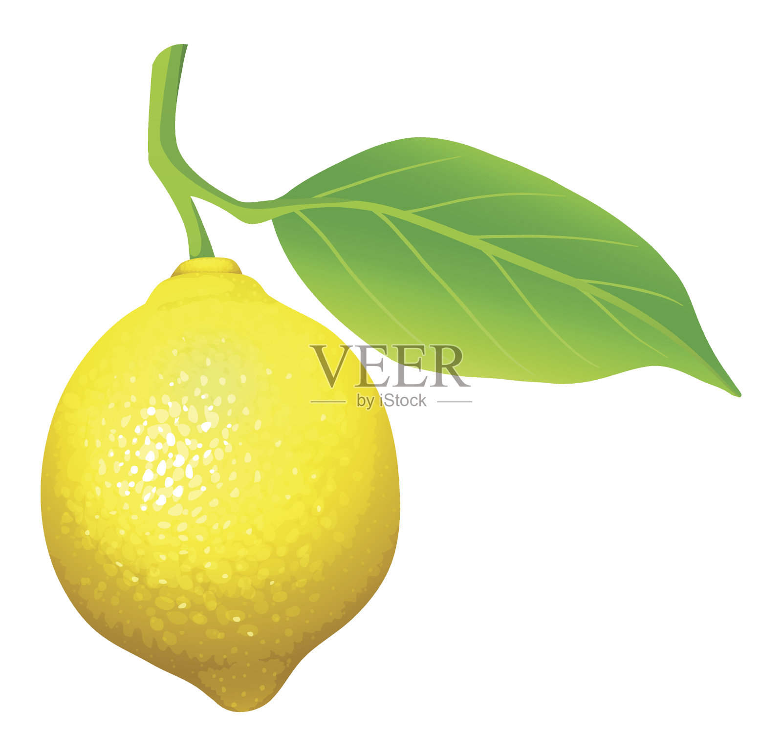 鲜柠檬叶插画图片素材