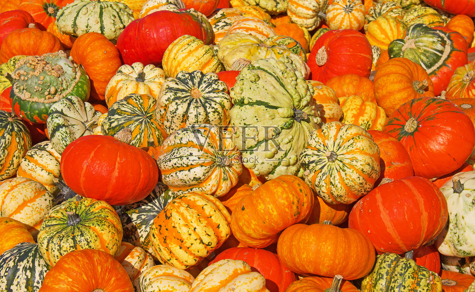 色彩斑斓的南瓜照片摄影图片