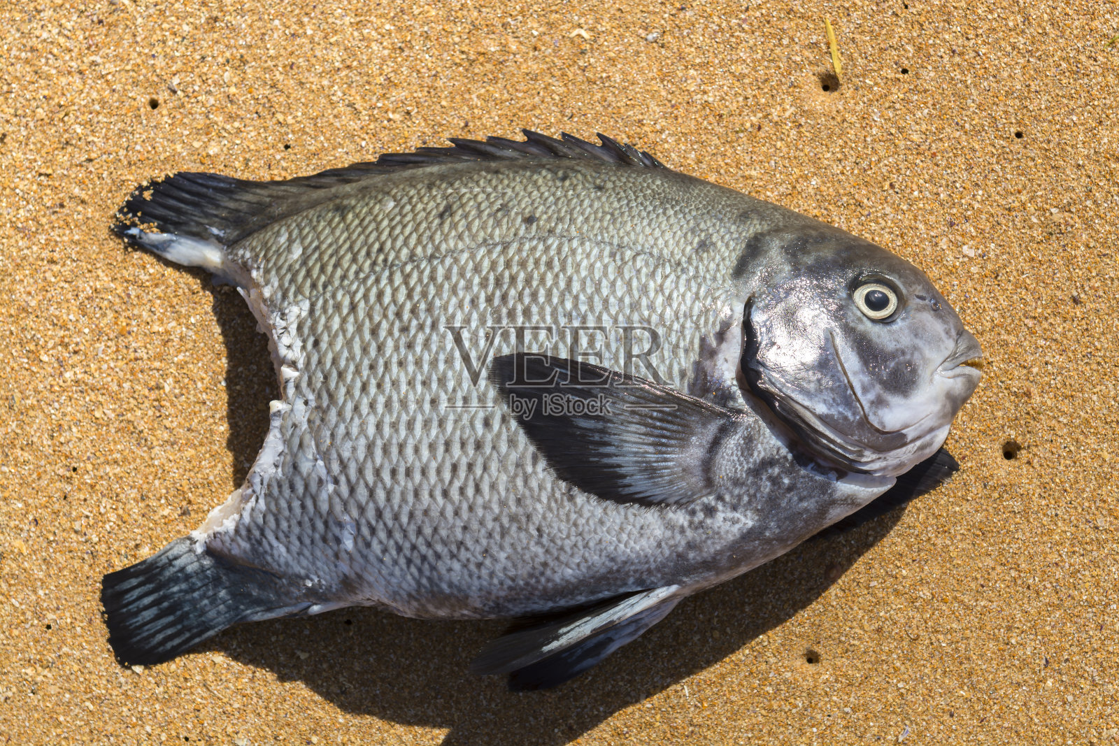鲨鱼袭击后的鱼照片摄影图片
