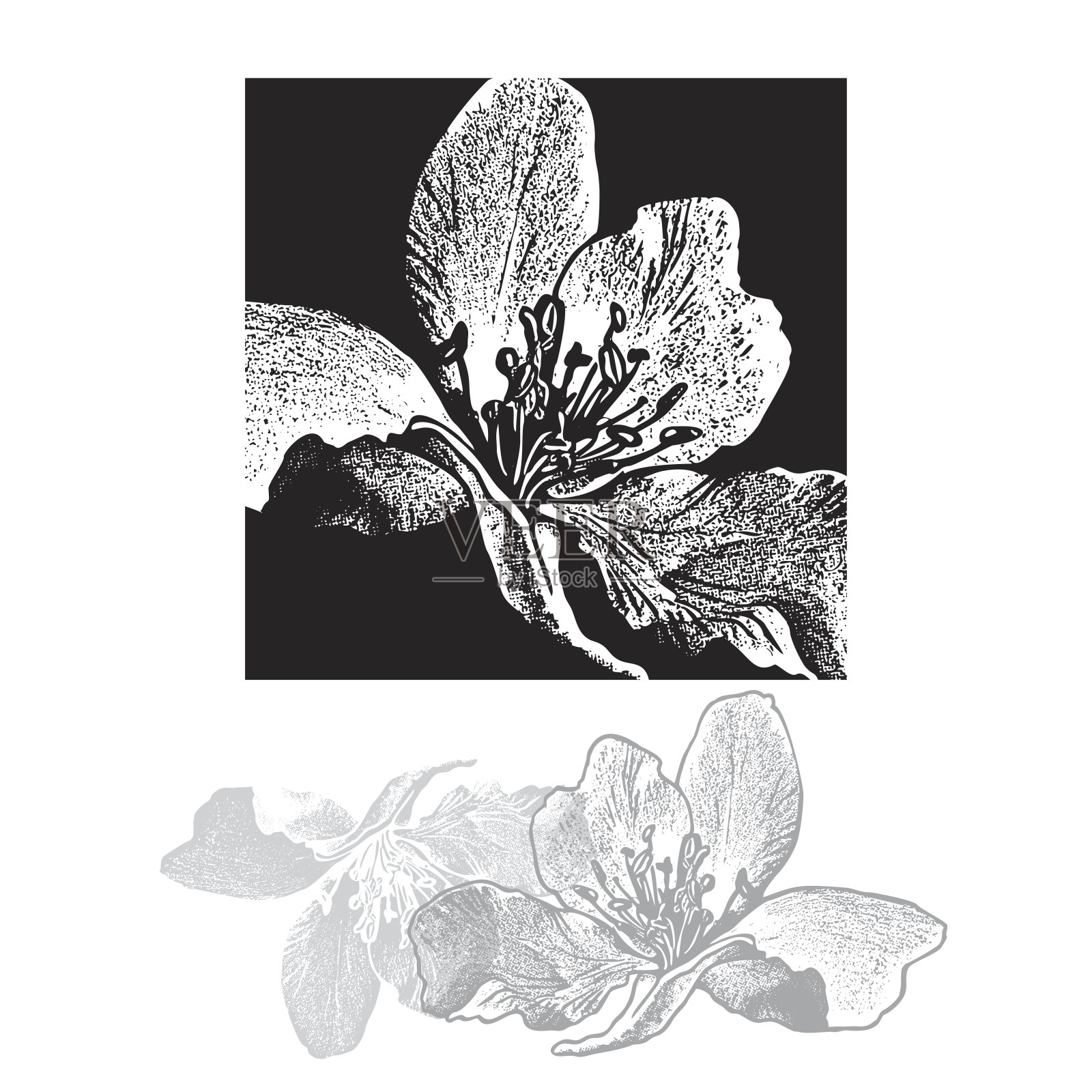 苹果树花或樱花。美丽的樱花在黑色方形形状孤立的白色背景矢量插图。插画图片素材