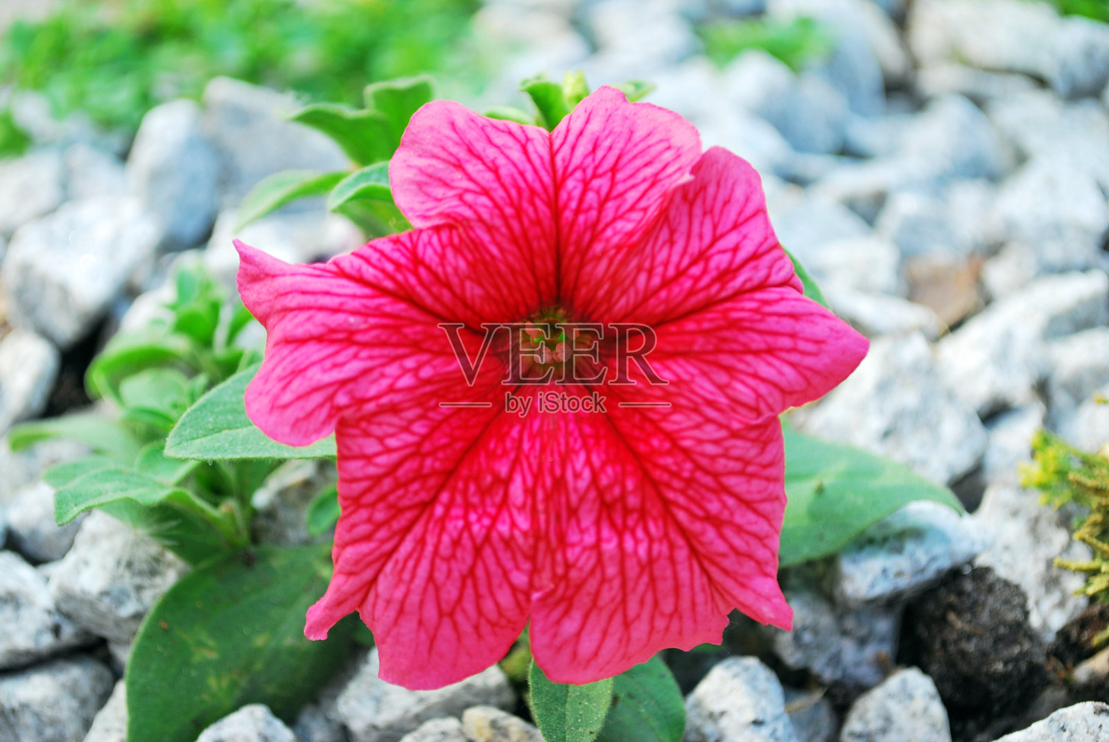 花卉的抽象背景。特写镜头。照片摄影图片