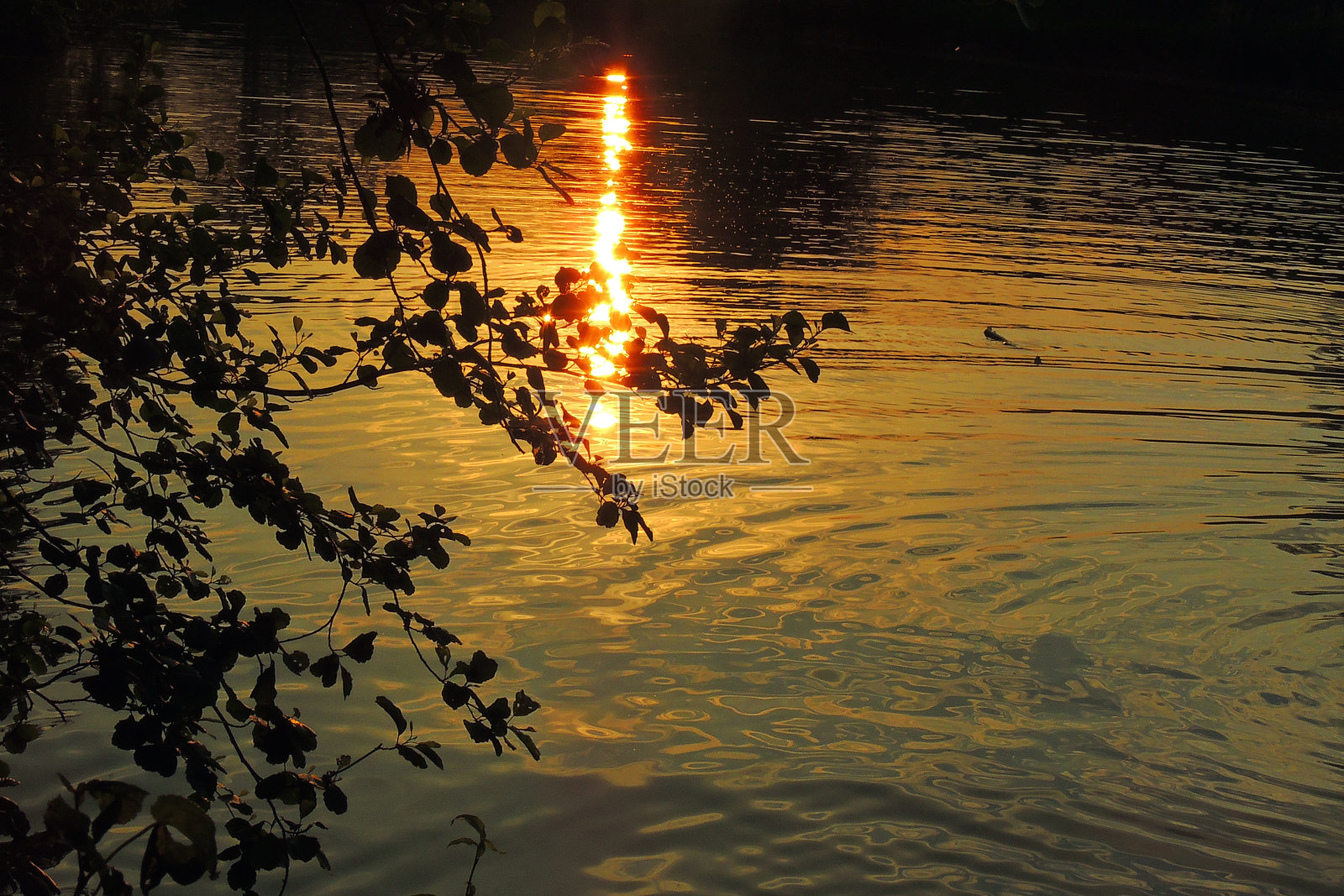 枫叶背对着太阳照片摄影图片