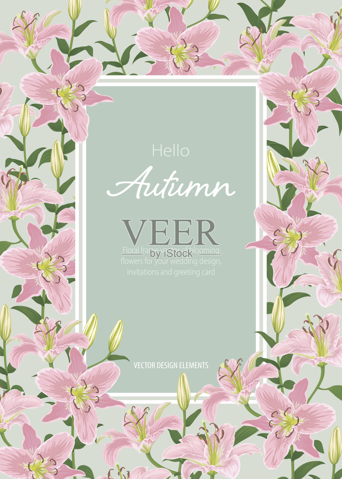 粉红色的百合在绿色的背景上相框。插画图片素材