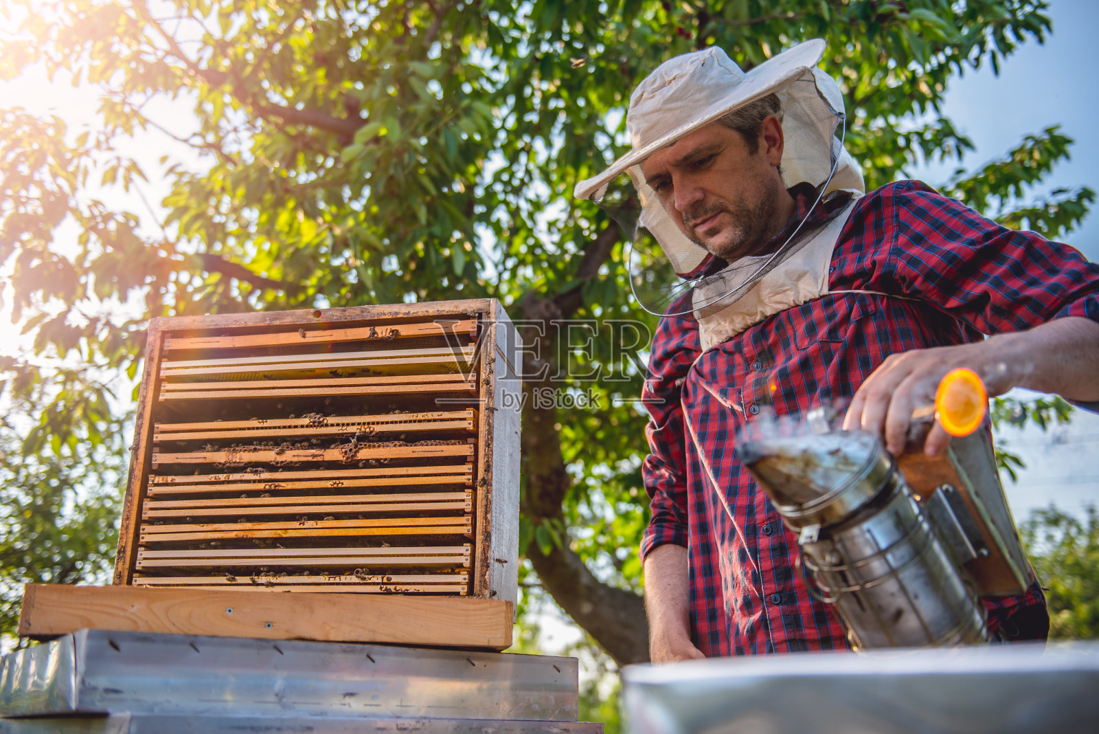 养蜂人检查蜂房照片摄影图片
