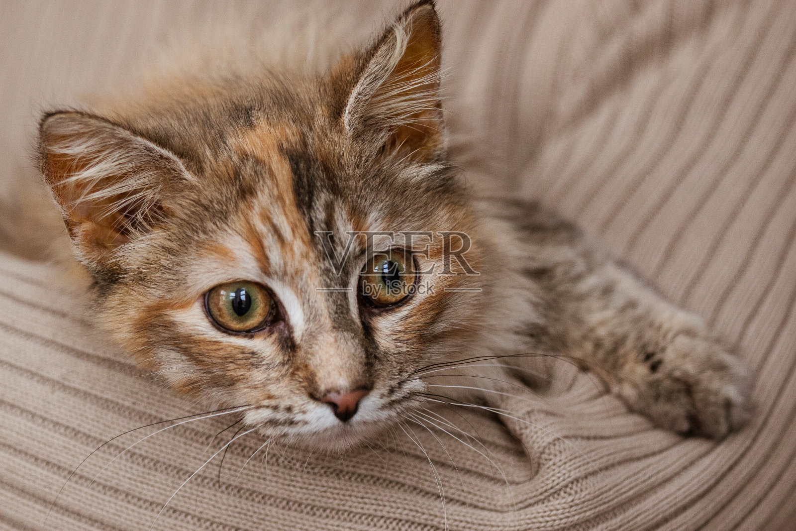 这是一只毛茸茸的三色猫的美丽画像照片摄影图片