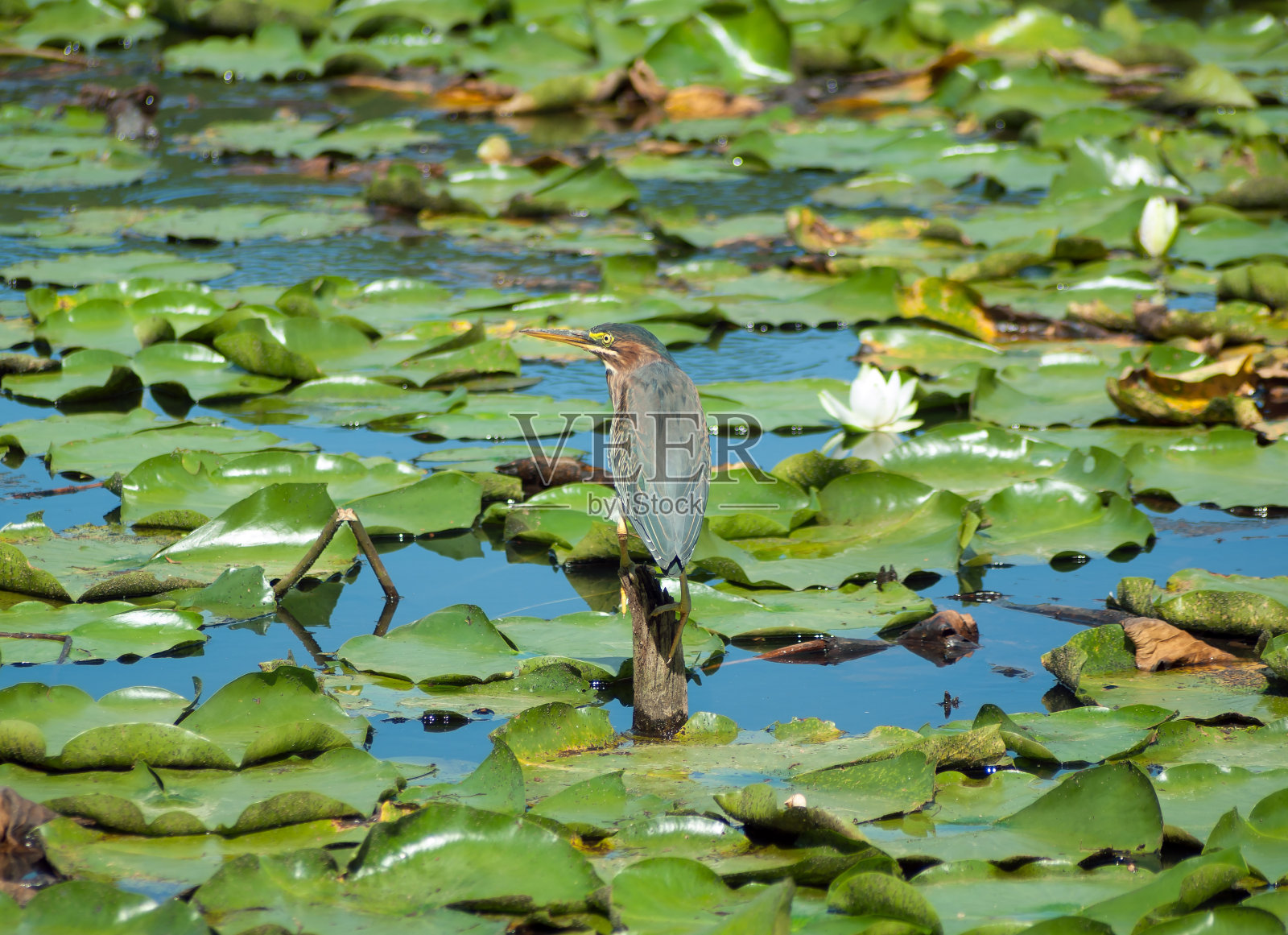 沼泽里的翠鸟和睡莲照片摄影图片