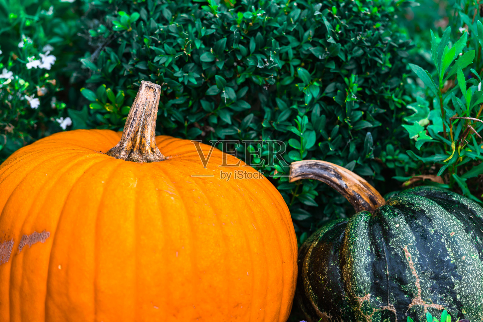 南瓜照片摄影图片
