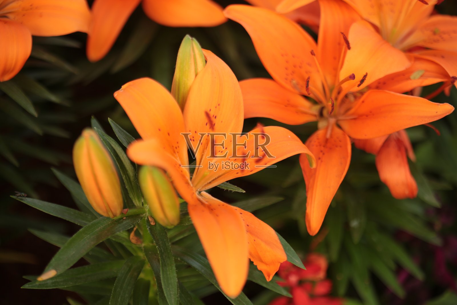 花:莉莉照片摄影图片