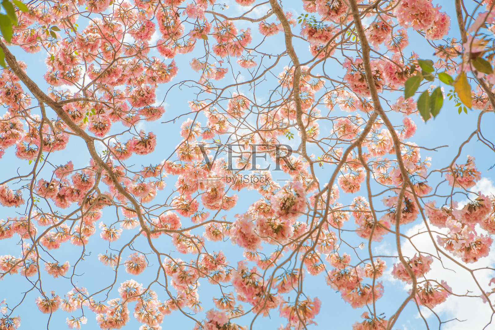 美丽的树粉红花在春天的宁静和玫瑰石英复古柔和照片摄影图片