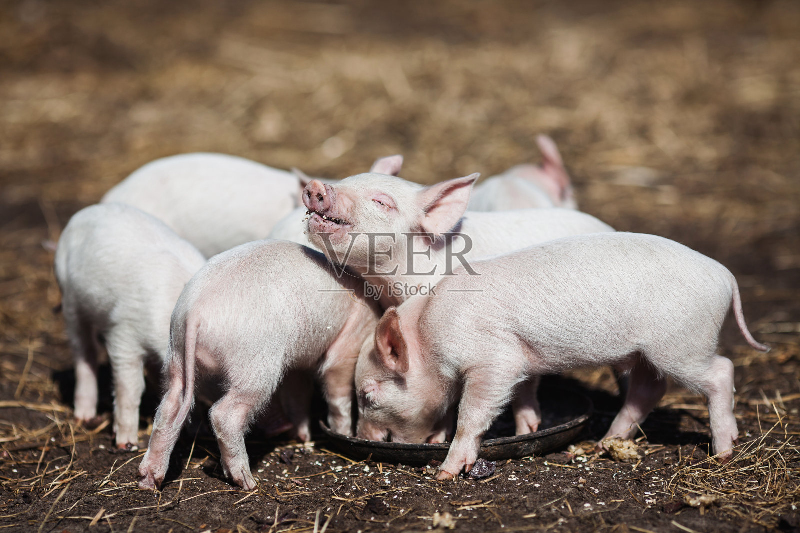 农场里的猪。小猪仔。家庭。可爱的宠物照片摄影图片