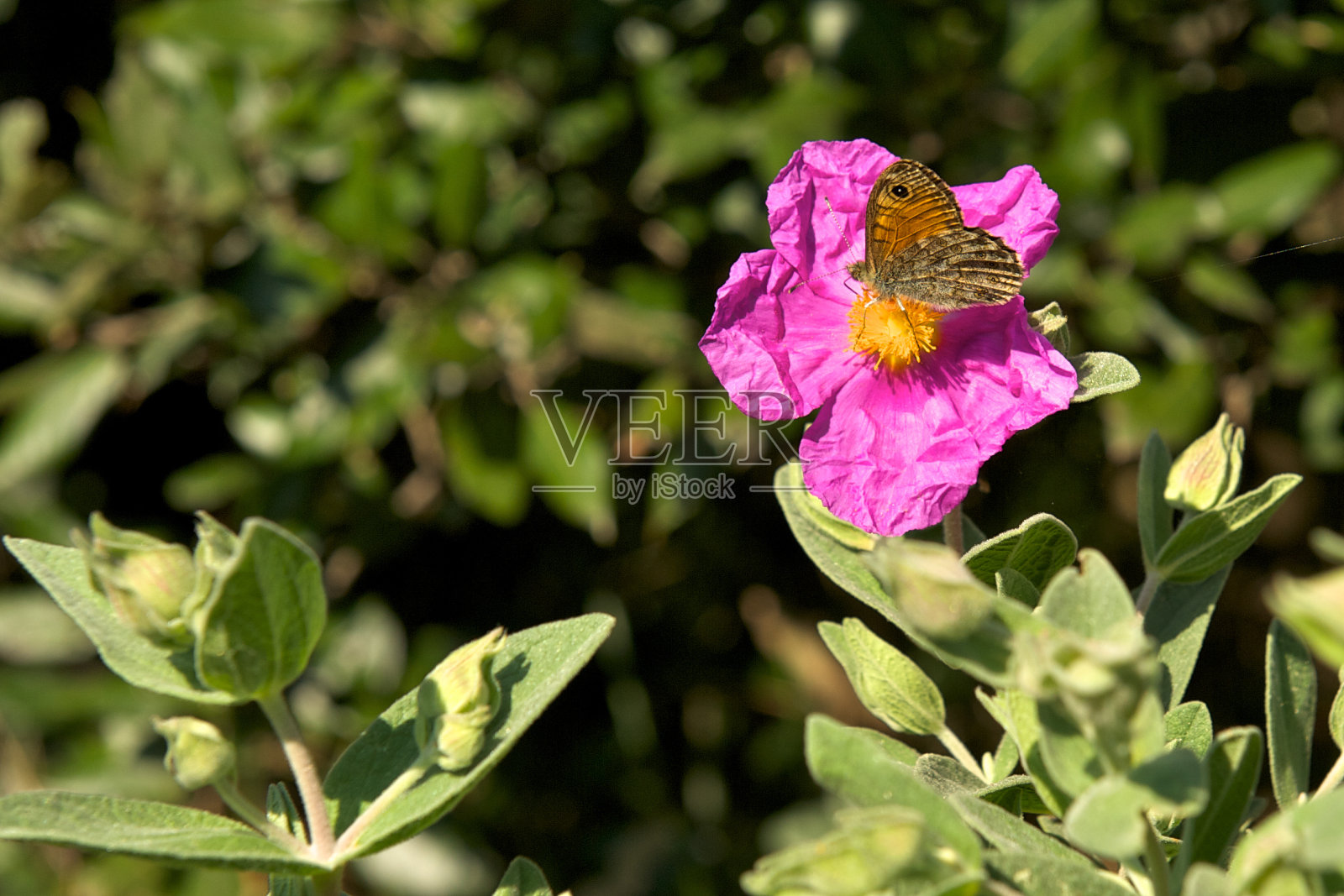 斑点木材(蝴蝶)照片摄影图片