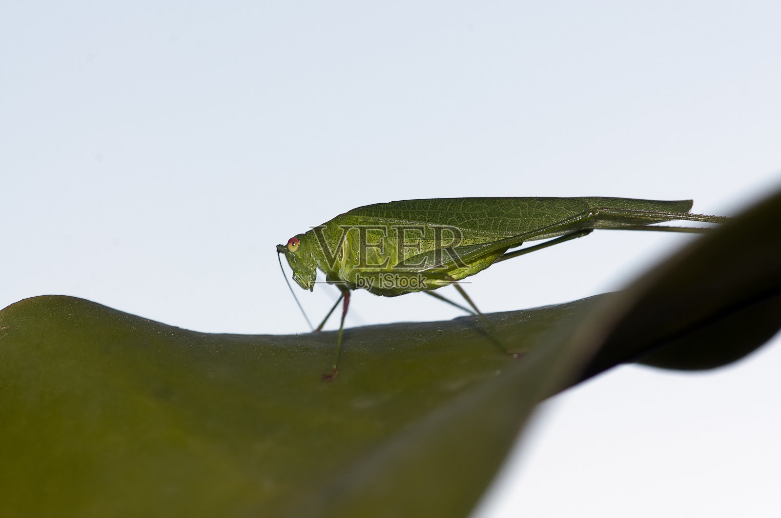 叶子上的蚱蜢照片摄影图片