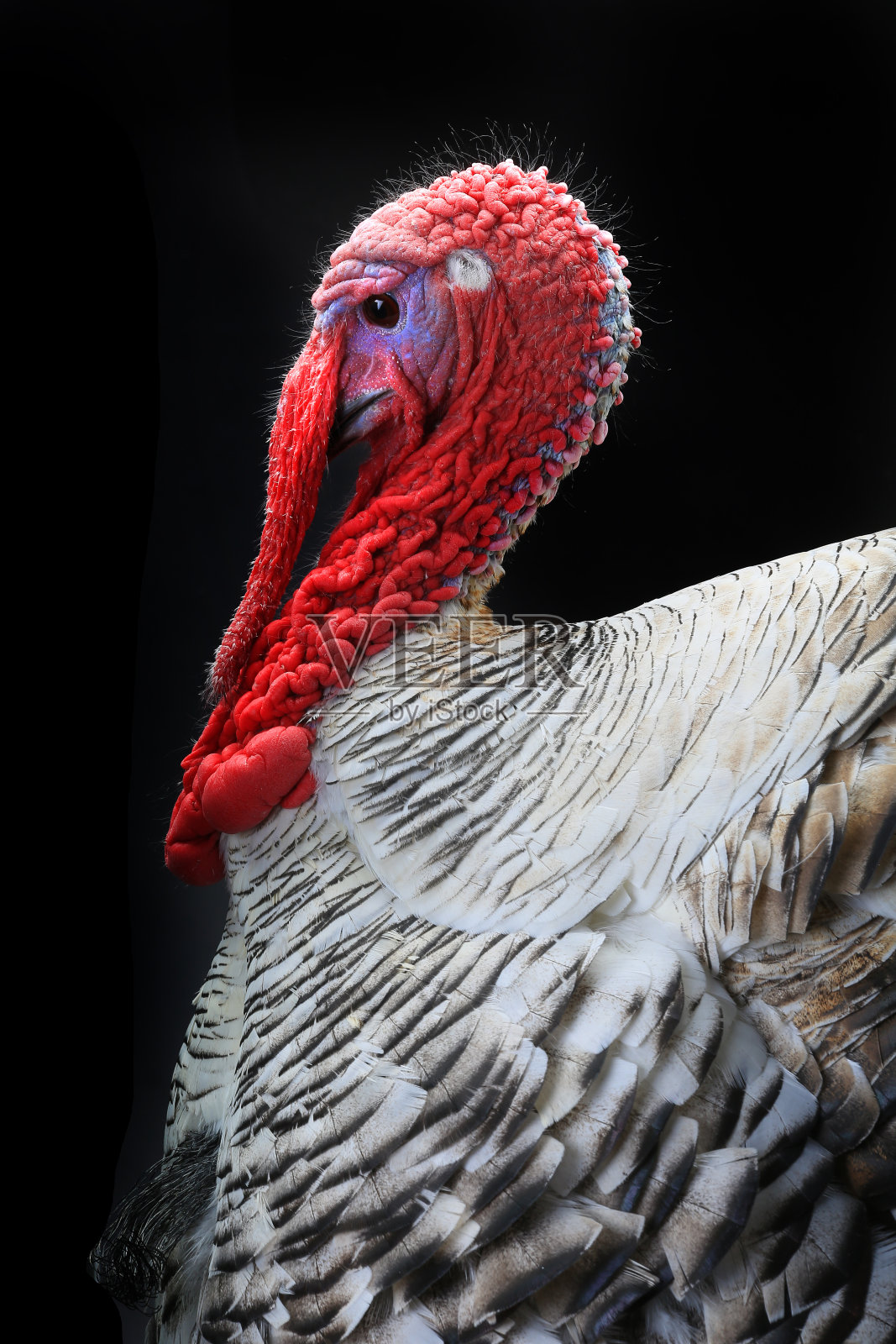 妄自尊大的人照片摄影图片