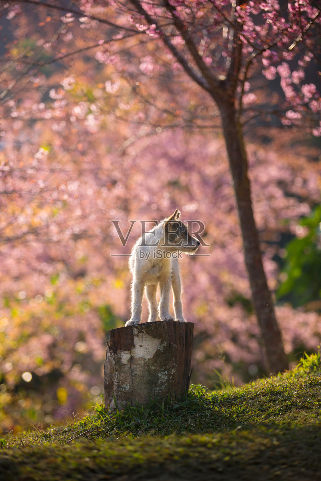 小狗和粉红色的樱花在泰国清迈照片摄影图片