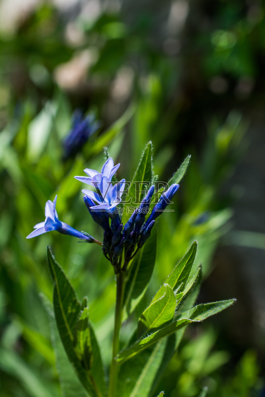 五颜六色盛开的野花在眼前照片摄影图片