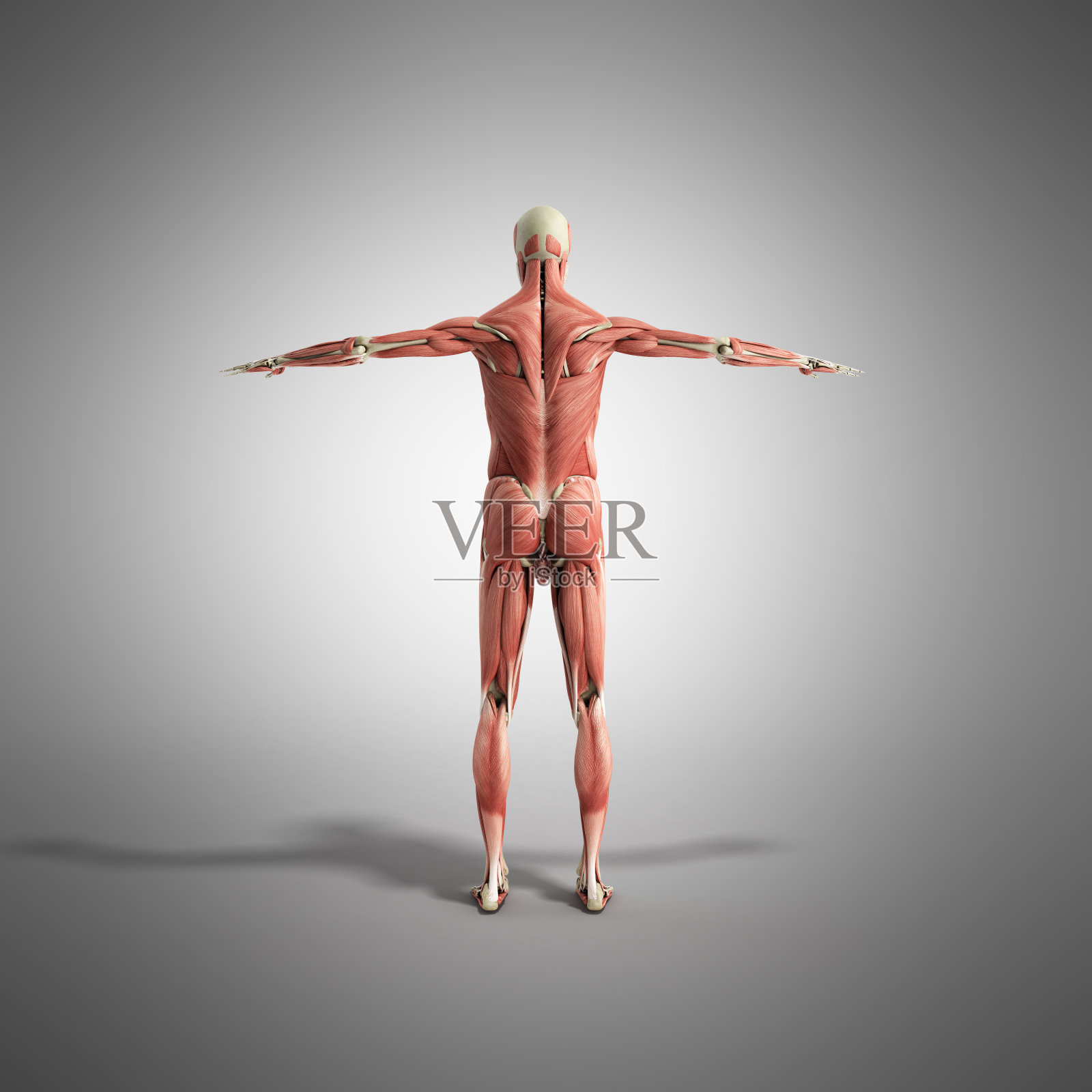 人体肌肉解剖3d渲染在白色的前面照片摄影图片
