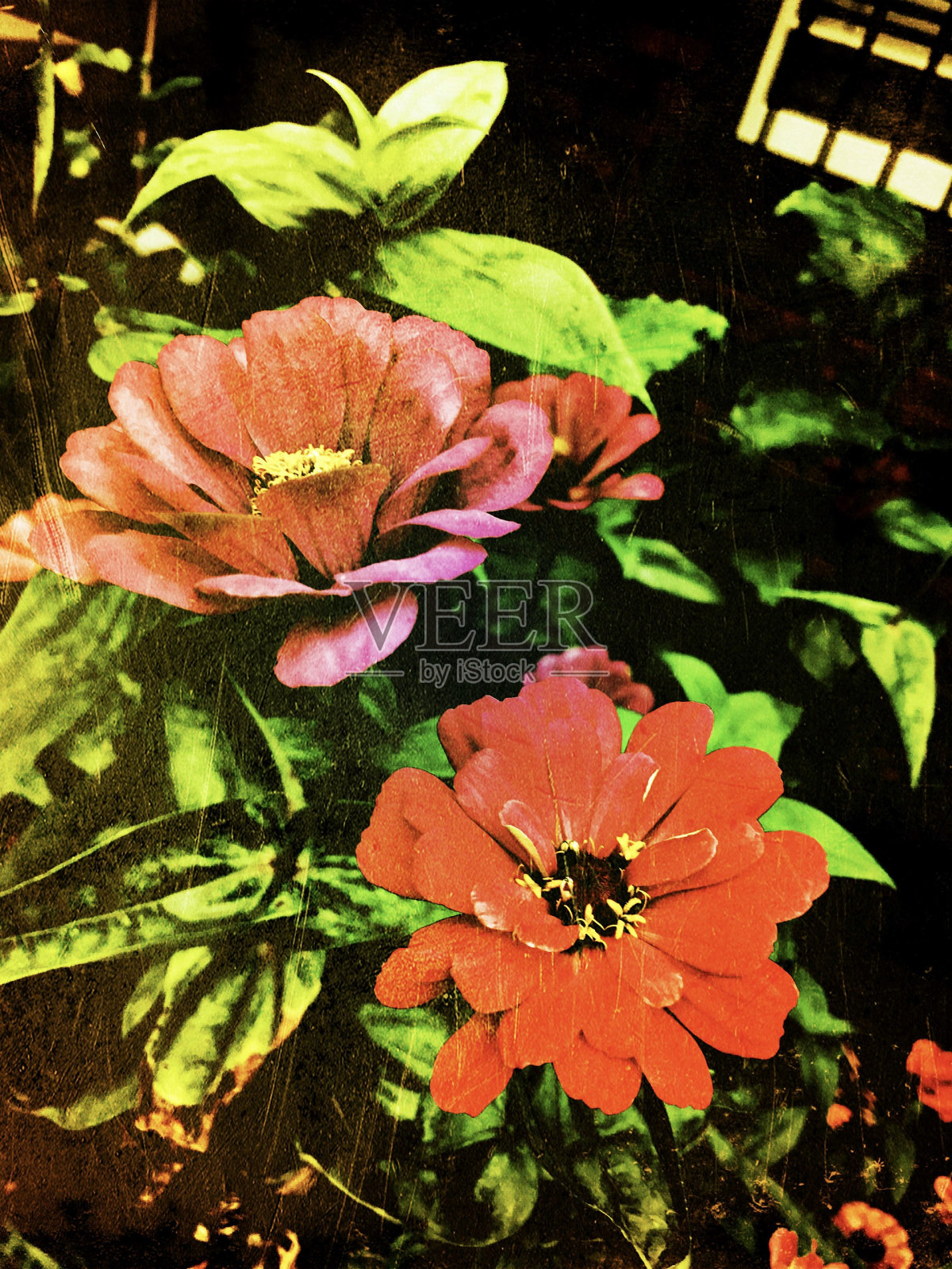 邋遢的花朵和树叶照片摄影图片