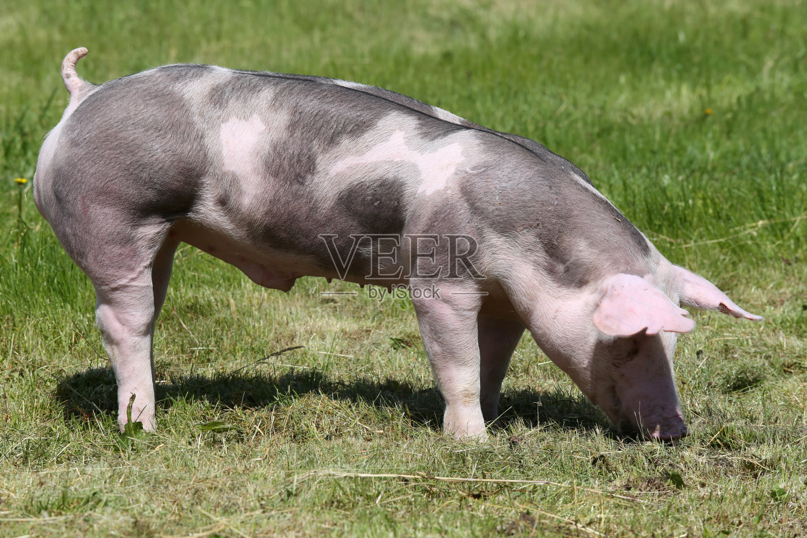 杜洛克猪在动物农场的夏季草地上照片摄影图片