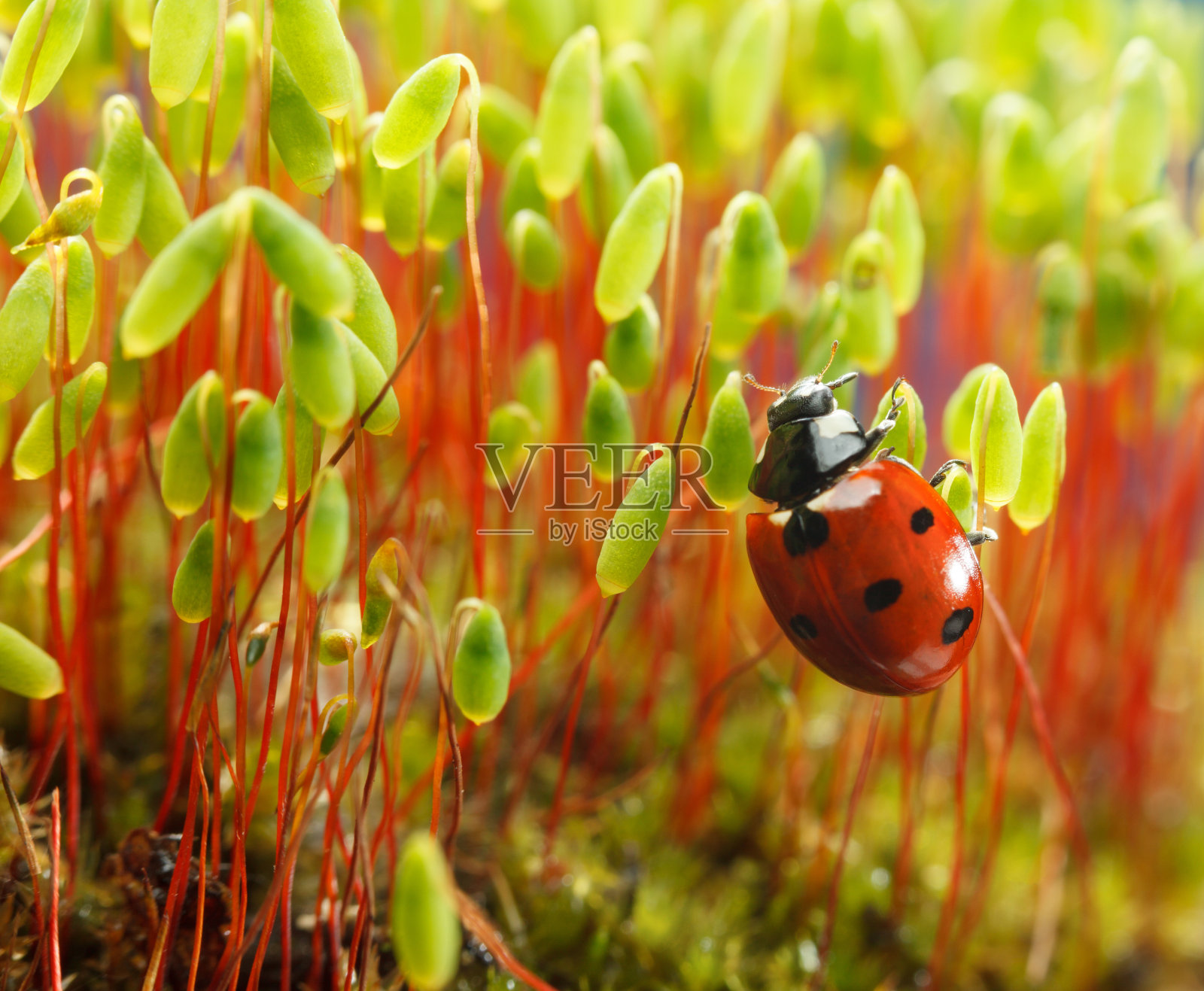 苔藓和瓢虫照片摄影图片